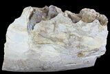 Hyracodon (Running Rhino) Jaw Section - South Dakota #80158-1